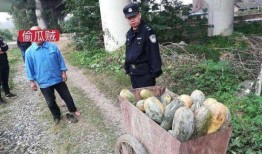 文安某网红吃瓜事件视频,揭秘背后真相与争议