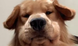 狗子的最新爆料视频大全,揭秘娱乐圈幕后真相