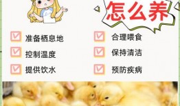 爆料鸭子吃药视频大全,鸭子吃药瞬间，视频大全带你一探究竟