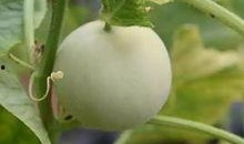 吃香瓜最新事件爆料视频,最新爆料视频揭露惊人真相