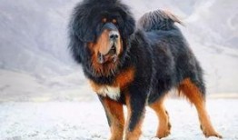 网友爆料藏獒视频