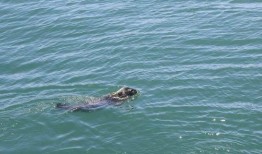 胖头鱼被爆料视频播放,揭秘网络爆红背后的秘密