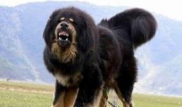 网友爆料藏獒视频