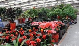 唐山花店吃瓜网红是谁,她是如何成为网络红人的？