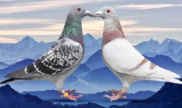 策划八哥爆料图怎么做视频