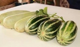 免费吃瓜 网红,网红带你领略网络狂欢盛宴