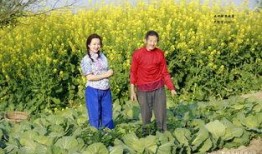 麻豆乡,历史悠久的台湾文化古镇之旅