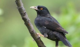 搞笑八哥爆料视频大全集,爆笑集结！搞笑八哥视频大全集笑料盘点