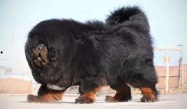 网友爆料藏獒视频