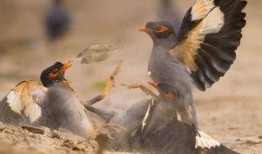 策划八哥爆料图怎么做视频