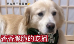 狗子的最新爆料视频大全,揭秘娱乐圈幕后真相