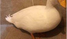 爆料鸭子吃药视频大全,鸭子吃药瞬间，视频大全带你一探究竟