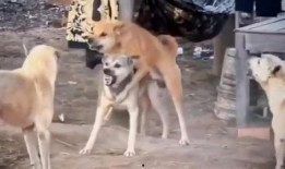 二狗爆料视频在线观看,揭秘幕后真相，带你直击事件现场