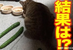 黄瓜的爆料视频