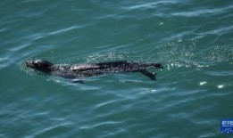 胖头鱼被爆料视频播放,揭秘网络爆红背后的秘密