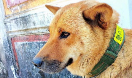 狗子的最新爆料视频大全,揭秘娱乐圈幕后真相