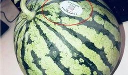 免费吃瓜 网红,网红带你领略网络狂欢盛宴