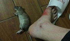 最新爆料老鼠事件视频,惊曝老鼠横行！最新视频揭露惊人真相