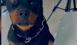 网友爆料道歉狗狗视频,温馨画面感动网友