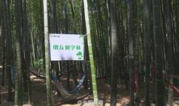 竹林小区新闻爆料事件,揭秘邻里纠纷背后的真相