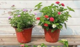 瑞昌夜场爆料视频最新,揭秘夜生活背后的真相与秘密