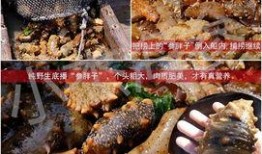 爆料海参被打视频,现场视频曝光，真相令人震惊
