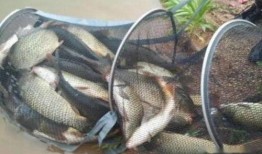 钓鱼饵料爆料怎么做视频,自制饵料视频教程，轻松钓大鱼！