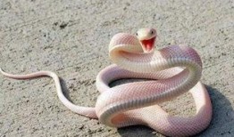 大花蛇最近爆料了吗视频,幕后真相大公开