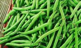 红麻豆,天然营养宝库的奥秘探索