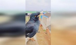 搞笑八哥爆料视频大全集,爆笑集结！搞笑八哥视频大全集笑料盘点