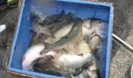 钓鱼饵料爆料怎么做视频,自制饵料视频教程，轻松钓大鱼！