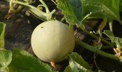 吃香瓜最新事件爆料视频,最新爆料视频揭露惊人真相