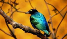 策划八哥爆料图怎么做视频