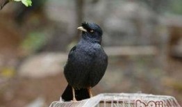 搞笑八哥爆料视频大全集,爆笑集结！搞笑八哥视频大全集笑料盘点