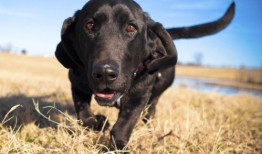 守夜人联动爆料视频大全,揭秘神秘事件背后的真相