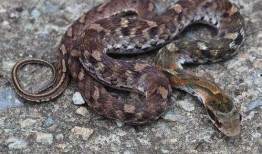 大花蛇最近爆料了吗视频,幕后真相大公开